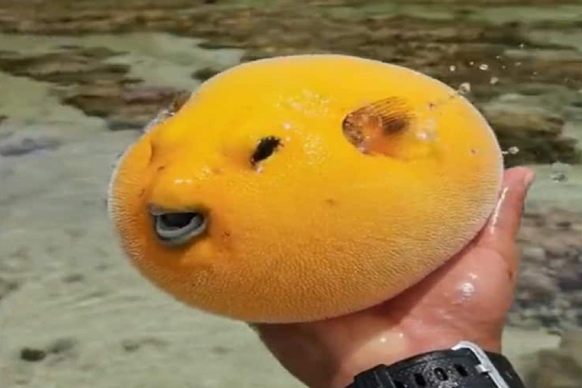 चेहरा असलेल्या आंब्याचा व्हिडीओ व्हायरल (फोटो - ट्विटर व्हिडीओ ग्रॅब)