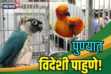 Pune News : पुणेकरांना प्रत्यक्षात पाहता आले विदेशी पक्षी, पाहा काय होते खास Video