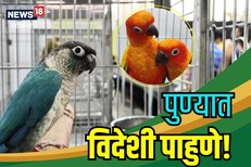 पुणेकरांना प्रत्यक्षात पाहता आले विदेशी पक्षी, पाहा काय होते खास Video