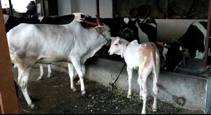 टिकरेवाडीच्या ग्रामपंचायतीनं या योजनांचा फायदा घेतला. या ग्रामपंचायतीनं गावातच गोबर गॅस निर्मिती प्रकल्प सुरू केला. या प्रकल्पातून सर्व कुटुंबांना गोबर गॅस उपलब्ध झालाय. त्याचबरोबर शेती आणि शेतमालही खतांच्या विरहीत फुलू लागलाय. त्यामुळे शेतीच्या उत्पादनातही वाढ झालीय.