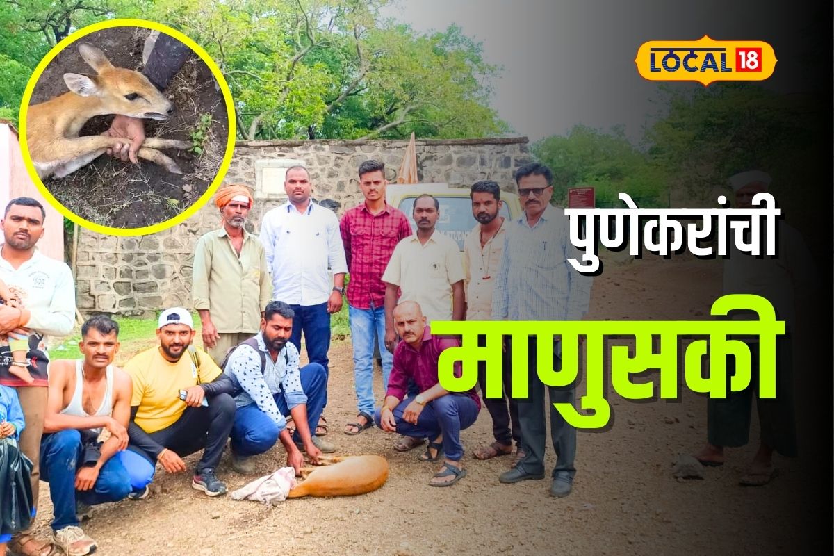 Pune News: माणुसकी जिवंत आहे! भटकंतीसाठी गेलेल्या तरुणांनी वाचवला भेकराचा जीव, Video