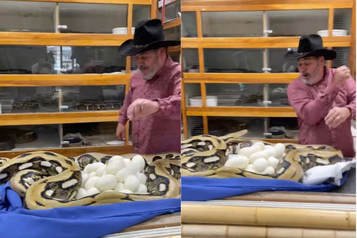 व्यक्तीने घेतला अजगरासोबत पंगा