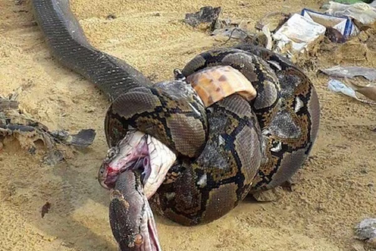अजगर आणि किंग कोब्राची फायटिंग (फोटो - ट्विटर)