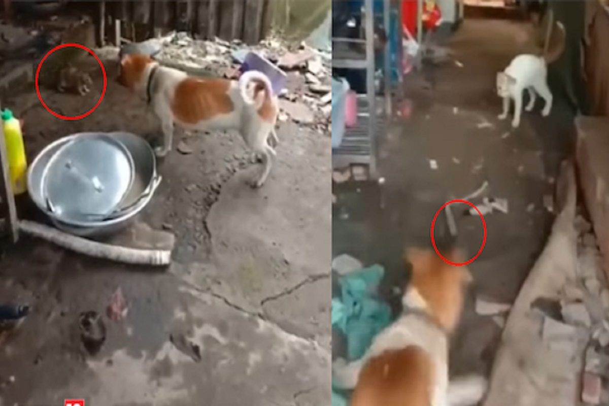 उंदराची कुत्रा-मांजराशी फाइट (फोटो - इन्स्टाग्राम व्हिडीओ ग्रॅब)