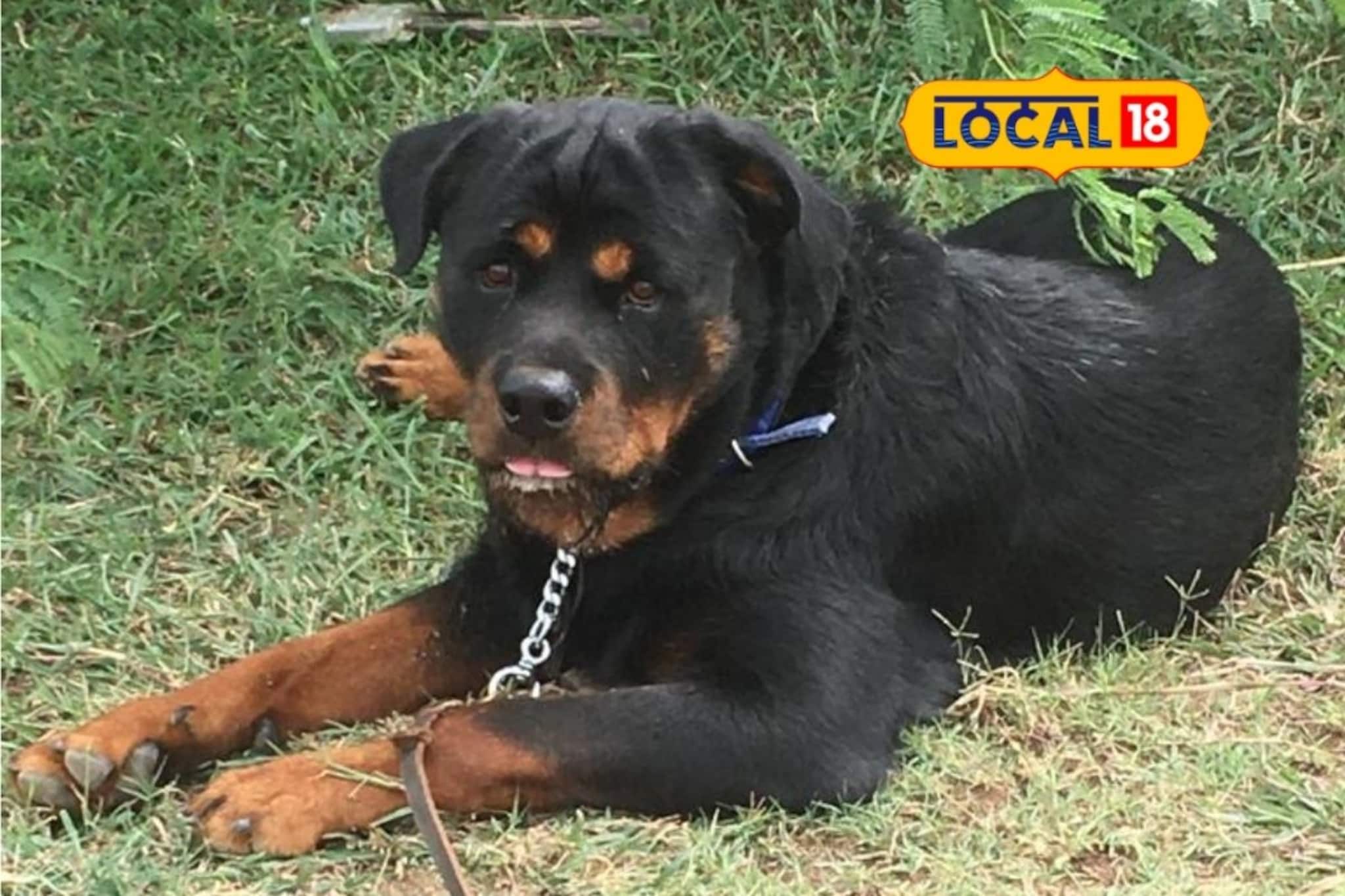 पाळीव श्वानाला भात-आमटी द्यायचं का? किती द्याचं नॉनव्हेज? डॉक्टरांकडून ऐका VIDEO