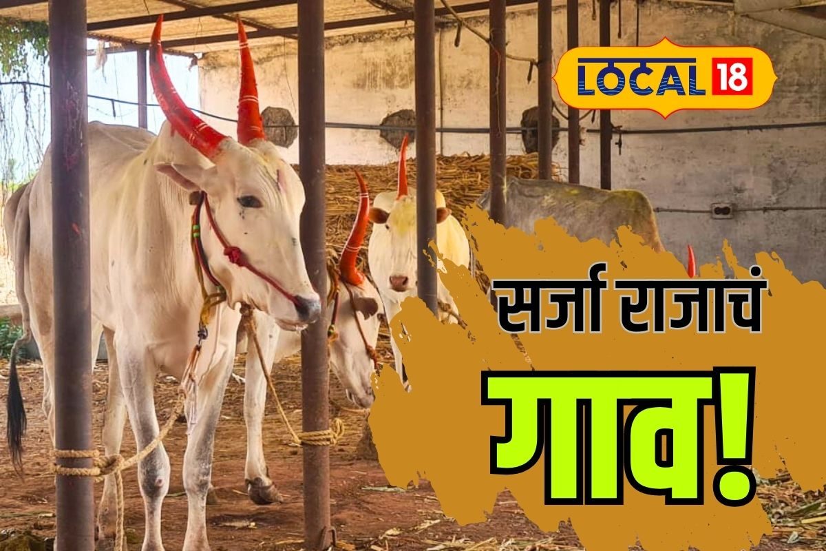 Sangli News: खिल्लार जातीच्या बैलांची पैदास करणारं गाव, शर्यतीसाठी आहे मोठी मागणी, Video