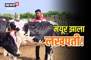 नोकरी नाही, घेतल्या गाई; मयूर करतोय लाखोंची कमाई, Video