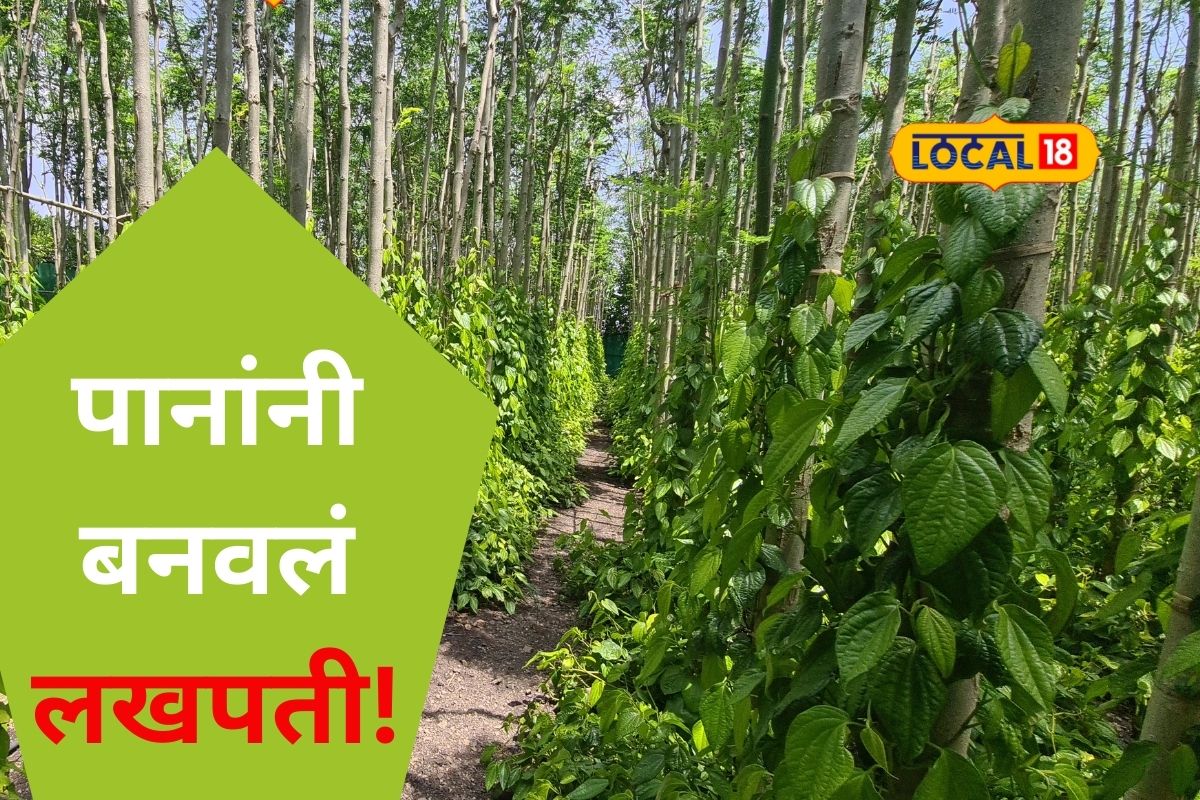 Sangli News: तोट्यात जाणाऱ्या शेतीवर रामबाण उपाय, हा पर्याय देतोय हमखास उत्पन्न, Video