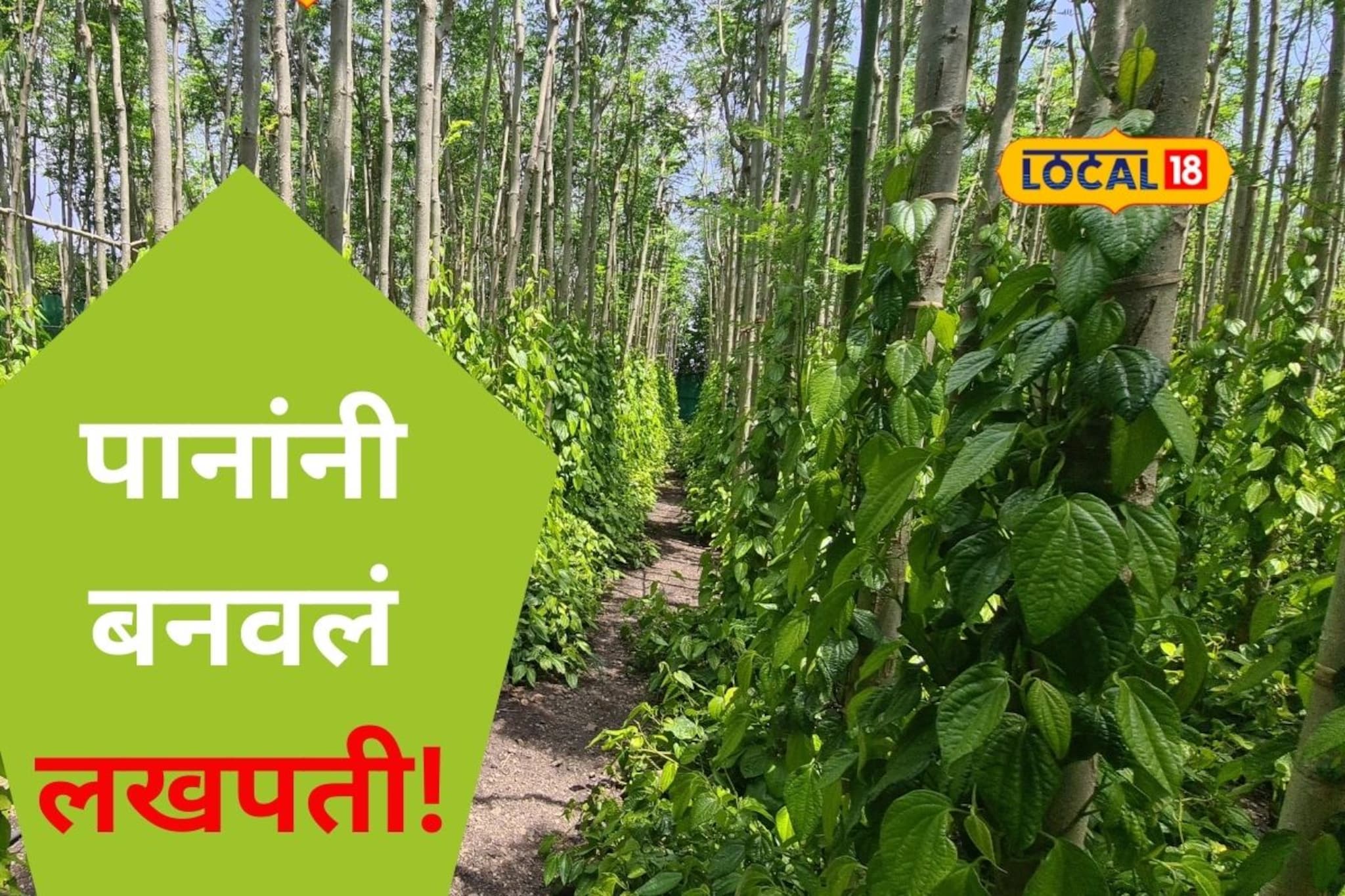 तोट्यात जाणाऱ्या शेतीवर रामबाण उपाय, हा पर्याय देतोय हमखास उत्पन्न, Video