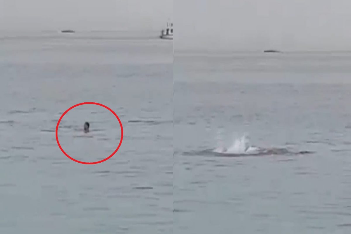 मृत्यूच्या जबड्यात तरुण (फोटो - ट्विटर व्हिडीओ ग्रॅब)