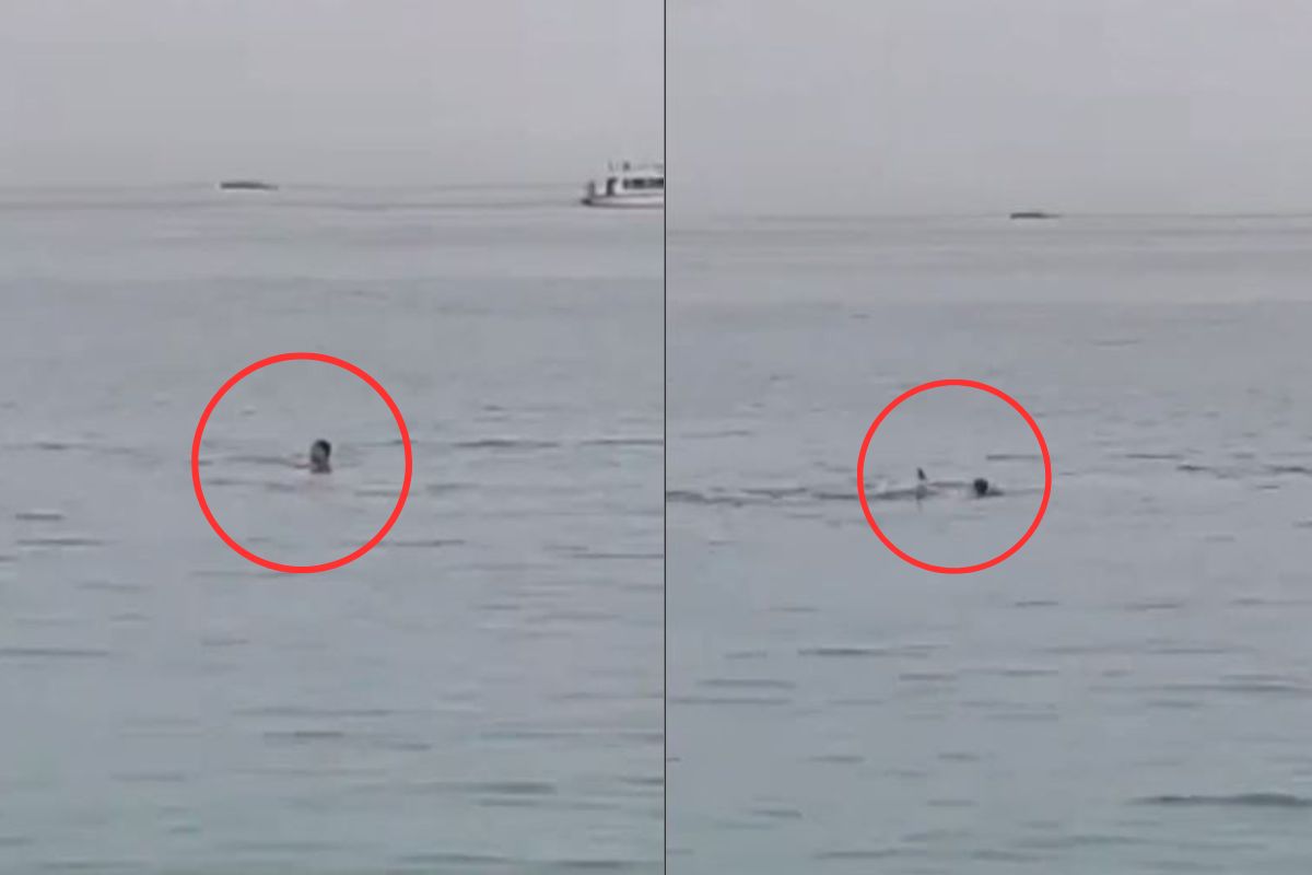 समुद्रात पोहताना व्यक्तीवर शार्कचा हल्ला