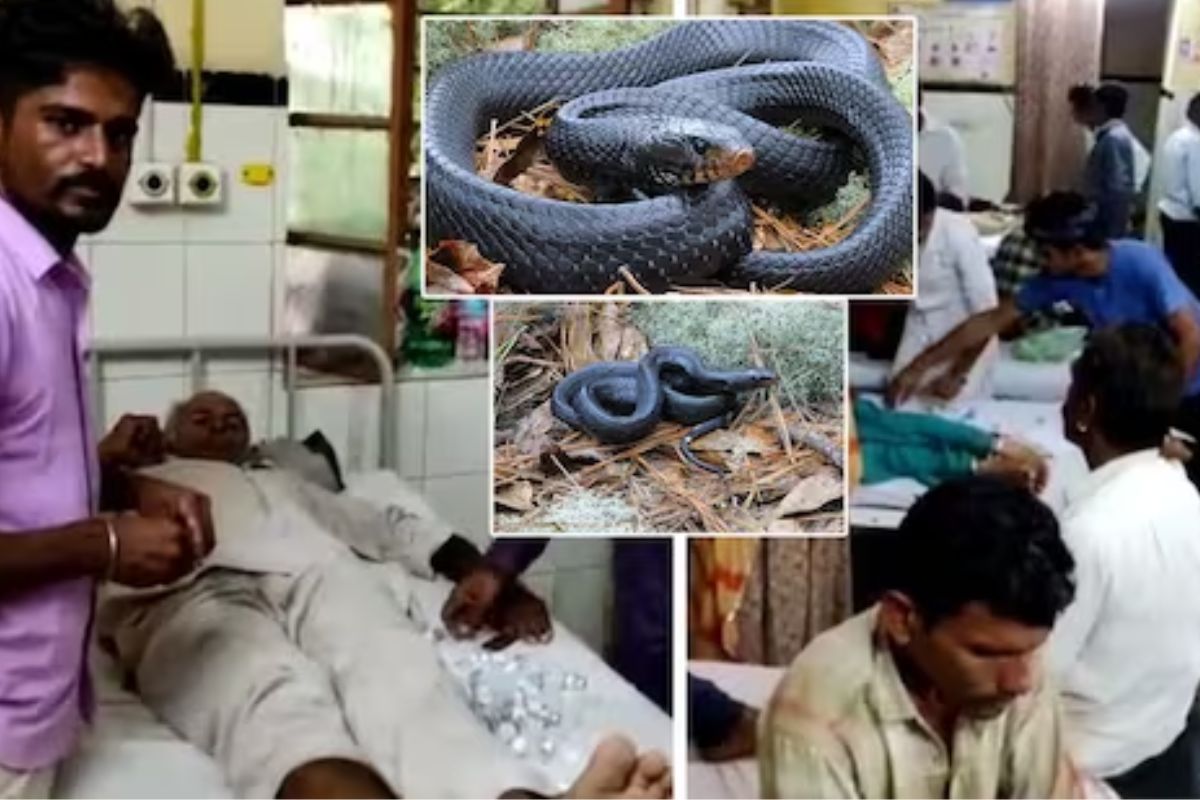 एकाच रात्री 19 लोकांना सर्पदंश