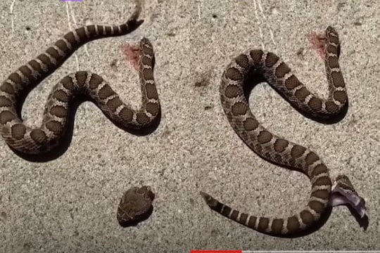 स्वतःलाच चावू लागला साप 