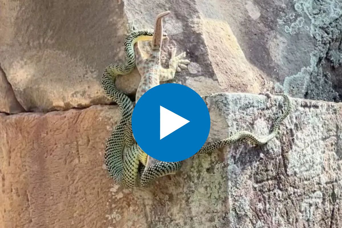 साप आणि सरड्यची झुंज