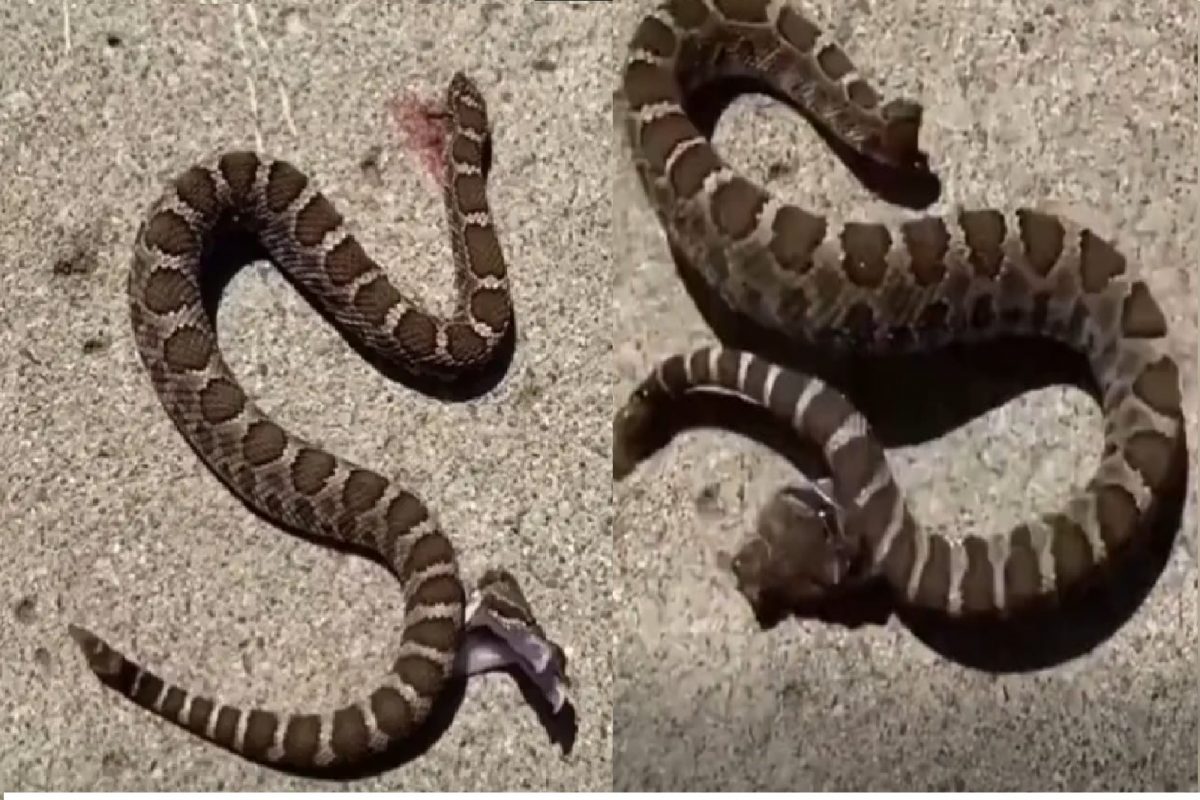 सापाचा स्वतःवरच हल्ला (फोटो - ट्विटर व्हिडीओ ग्रॅब)