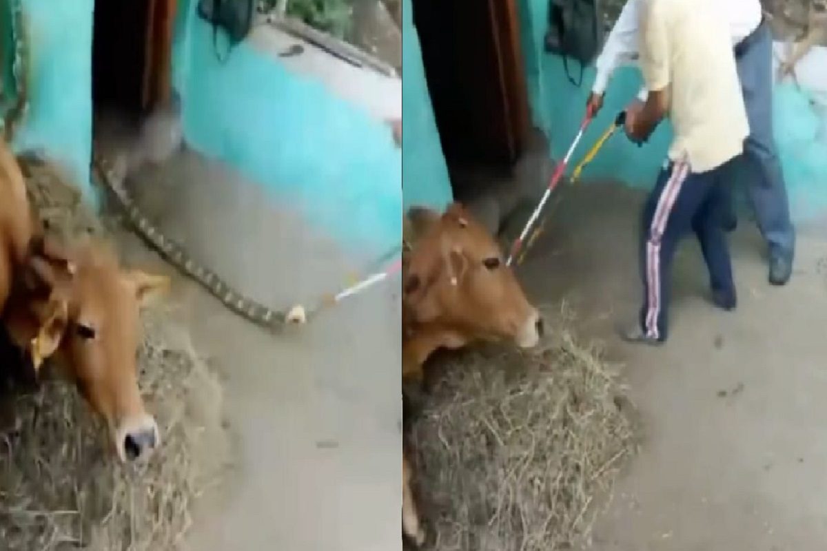 गोठ्यात किंग कोब्रा (फोटो - ट्विटर व्हिडीओ ग्रॅब)