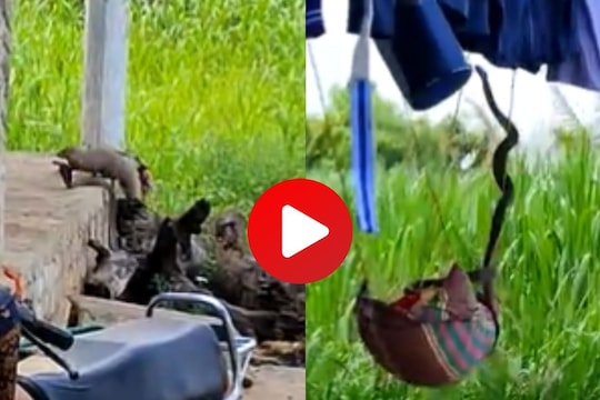 व्हायरल व्हिडीओ