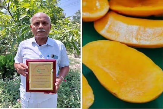 मधुमेह रुग्णांसाठी खुशखबर...आंबा आलाय शुगर फ्री, आता खा टेन्शन फ्री!
