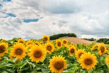 Interesting Facts : सूर्यफुल नेहमी सूर्याच्या दिशेने का फिरते?