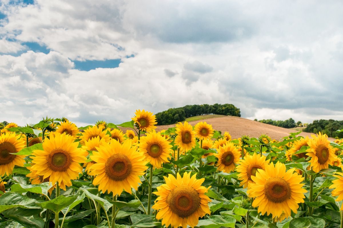 प्रतिकात्मक फोटो