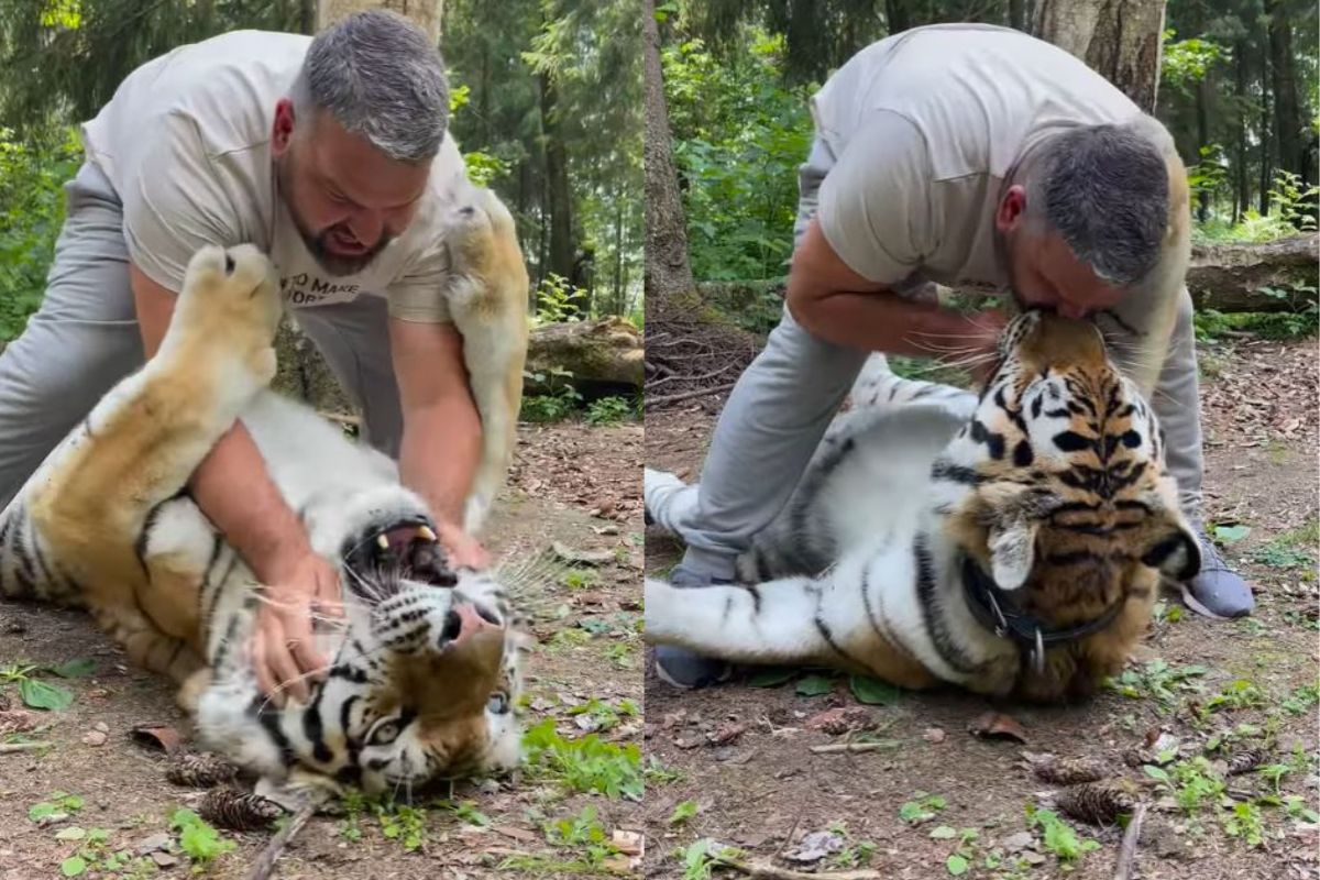 व्यक्तीची वाघासोबत मस्ती