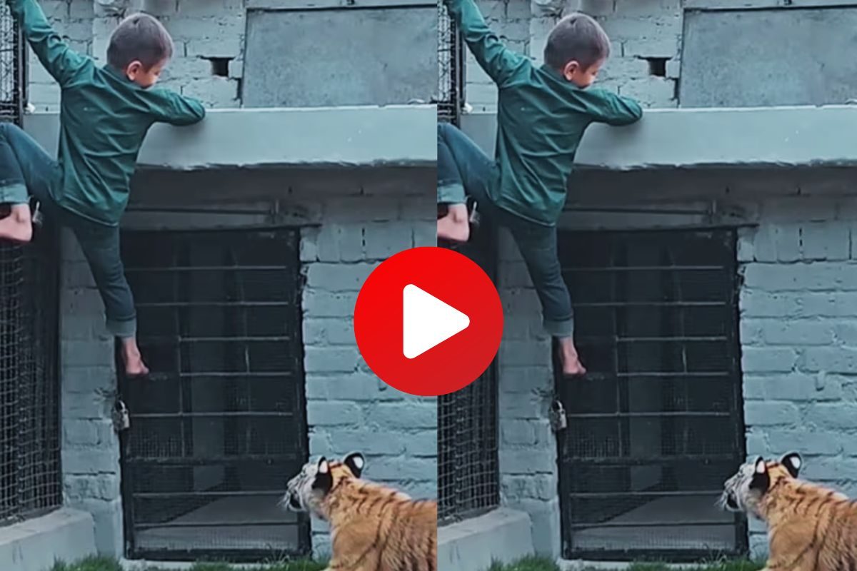 व्हायरल व्हिडीओ