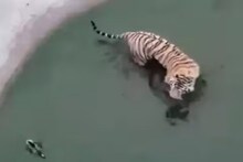 इवल्याशा बदकामुळे खतरनाक वाघालाही फुटला घाम; हा VIDEO एकदा पाहाच