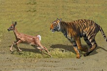 वाघाची समोरासमोर शिकार; पर्यटकांना घाम फुटला! व्हिडिओ व्हायरल