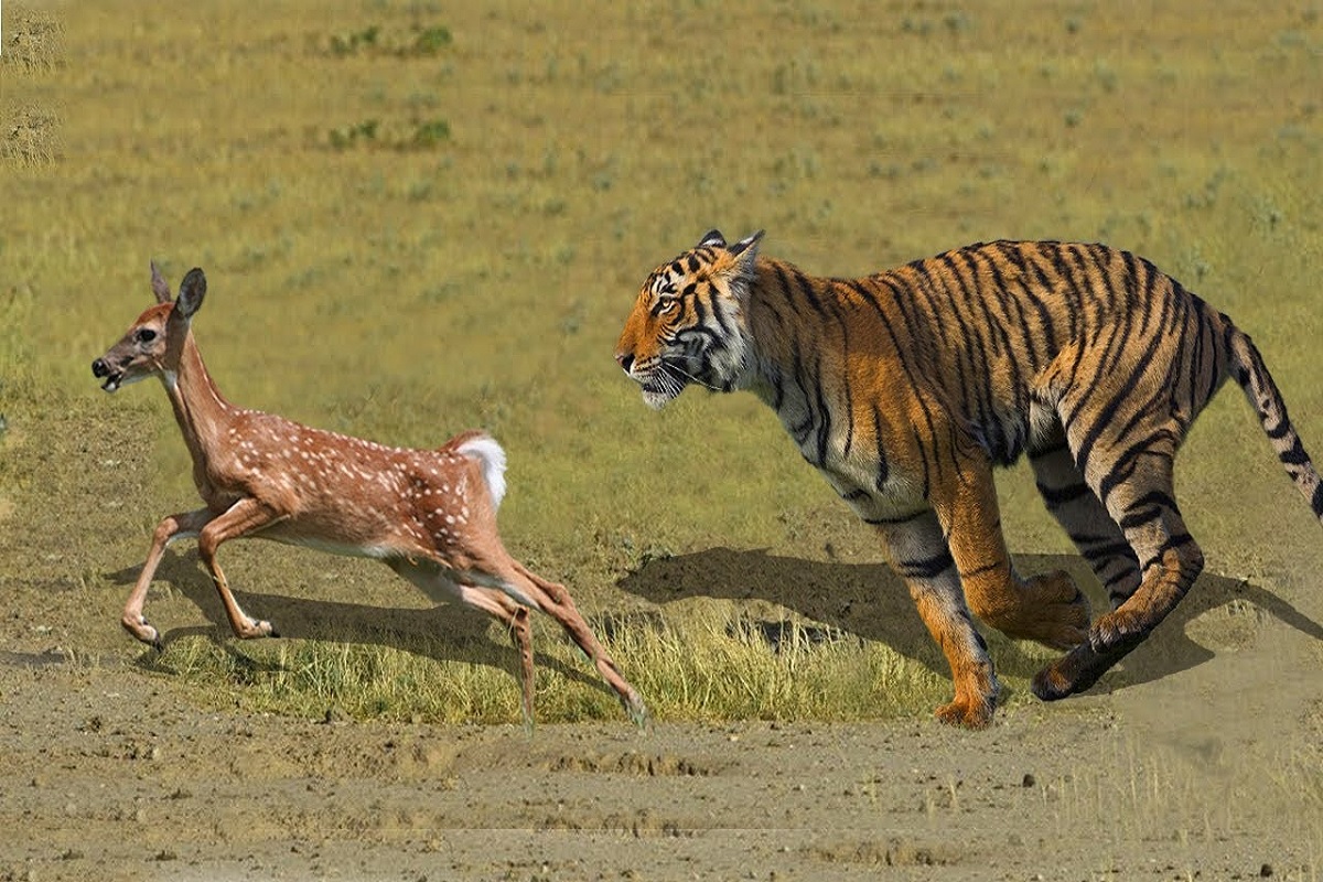 वाघाची समोरासमोर शिकार; पर्यटकांना घाम फुटला! व्हिडिओ व्हायरल