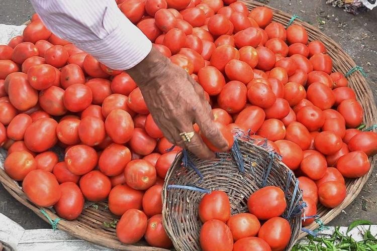Tomato Price Hike : टोमॅटोचे दर अचानक का वाढले? शेतकऱ्यांना हा भाव खरंच मिळतोय का?