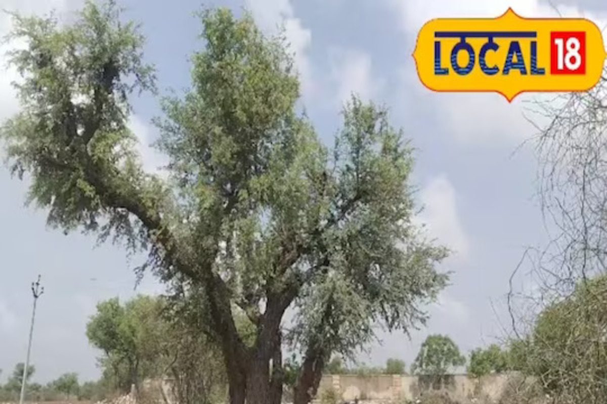 एकाच मुळावर आली 6 झाडे