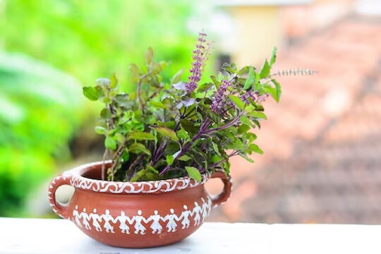 आर्थिक अडचणीचा करताय सामना, तुळशीच्या झाडामुळे होईल सुटका, अयोध्येतून आला उपाय