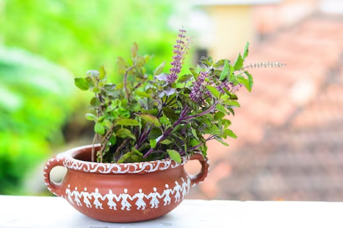 आर्थिक अडचणीचा करताय सामना, तुळशीच्या झाडामुळे होईल सुटका, अयोध्येतून आला उपाय