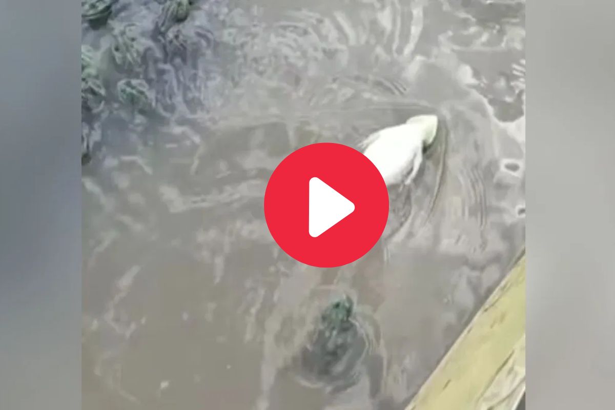 माणसांप्रमाणे मजेत पोहताना दिसला बेडूक