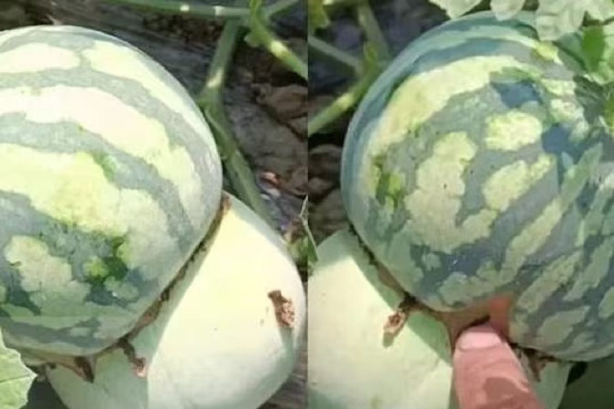 टरबजू-खरबूज एकत्र (फोटो: Weibo via Odditycentral)