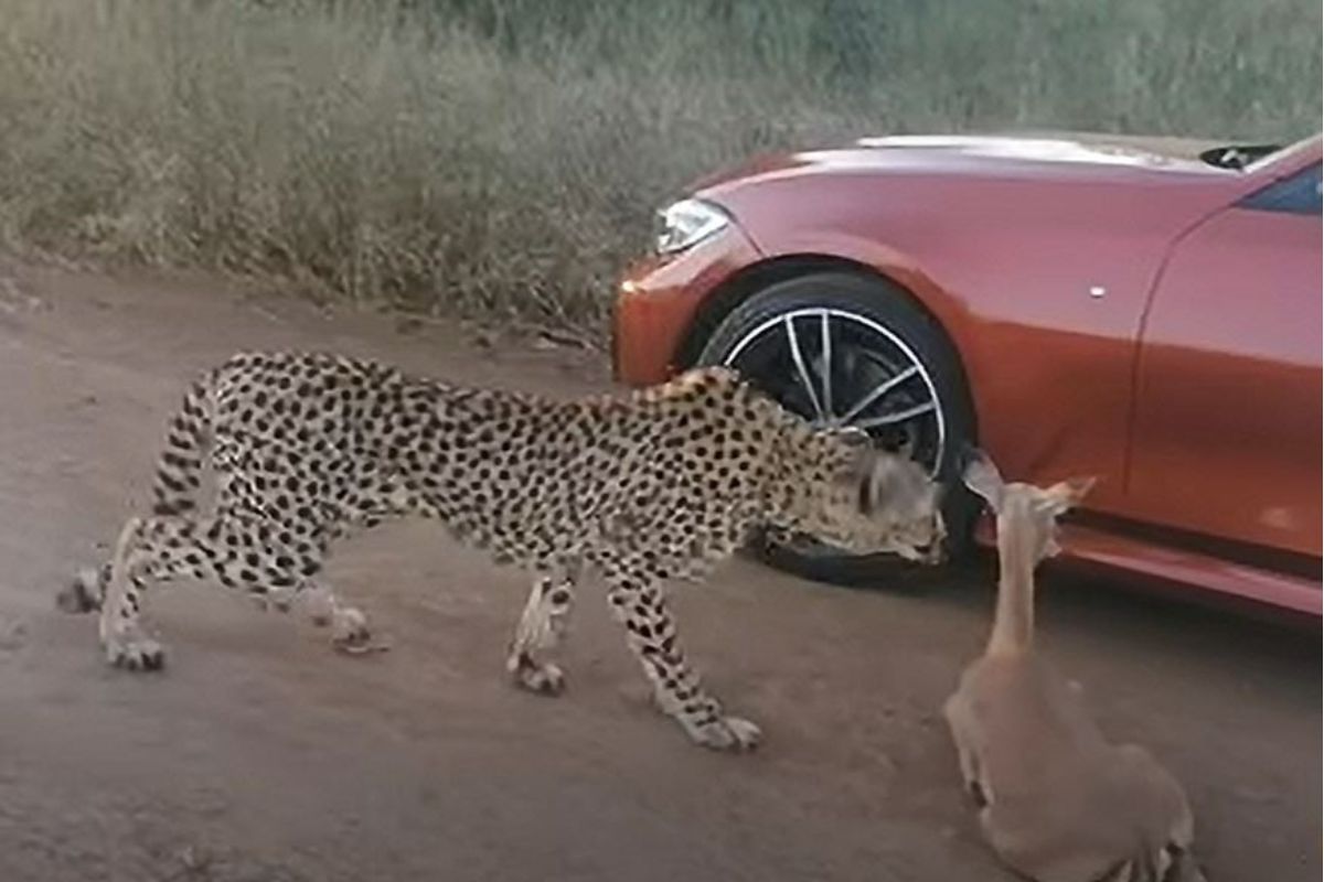 चित्त्याने झेप घेत इम्पालाची मान पकडली