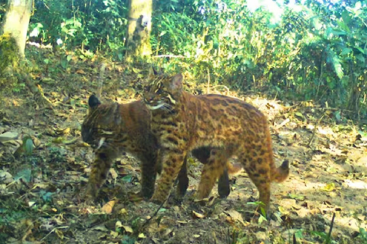 दुर्मिळ प्राणी (फोटो - ट्विटर)