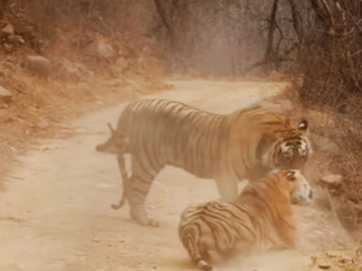 वन्य प्राण्यांचे अनेक फोटो व्हिडीओ सोशल मीडियावर व्हायरल होत असतात. अशातच प्राण्यांच्या हल्ल्याचा आणखी एक व्हिडीओ समोर आला आहे. वाघ आणि वाघिणीच्या भांडणाचा व्हिडीओ सोशल मीडियावर सर्वांचं लक्ष वेधून घेत आहे.