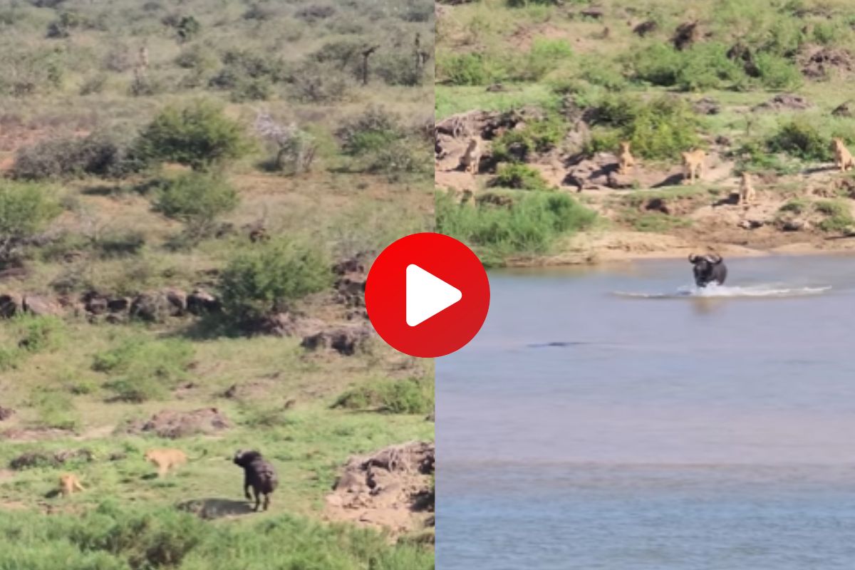 शिकारीचा थरार