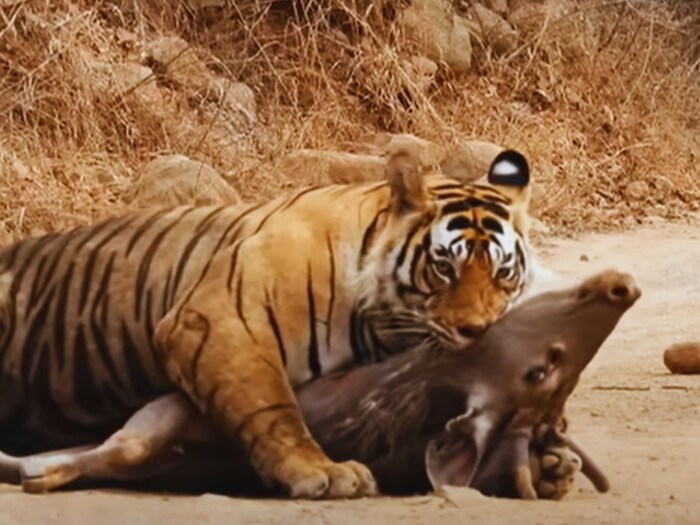 Latest Sightings नावाच्या यूट्यूब चॅनेलवरुन शेअर करण्यात आलेला हा व्हिडीओ नेटकऱ्यांना मात्र फार आवडला आहे. लोक यावर भरभरुन कमेंट्स करत आहेत.