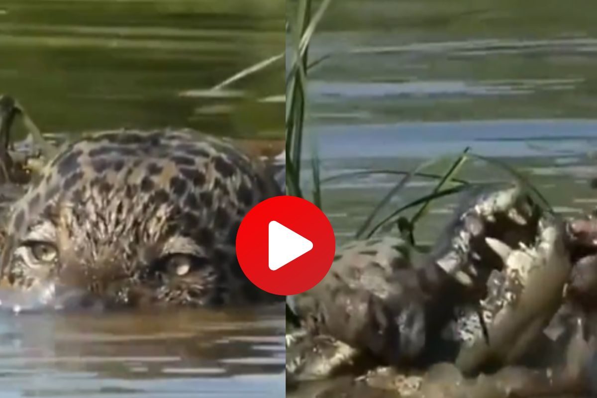 जग्वारचा मगरीवर हल्ला