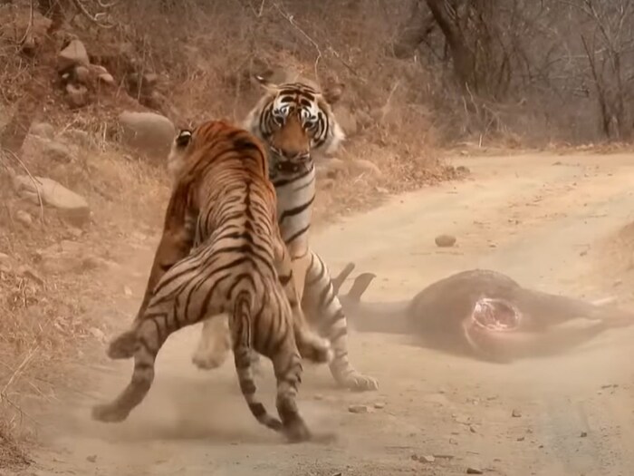 हा रणथंबोर नॅशनल पार्कचा आहे असं म्हटल जात आहे. तो मूळ विजय कुमावत यांनी शूट केला आहे. आता या व्हिडीओला हजारो लाईक्स आणि शेअर्स मिळाले आहेत.