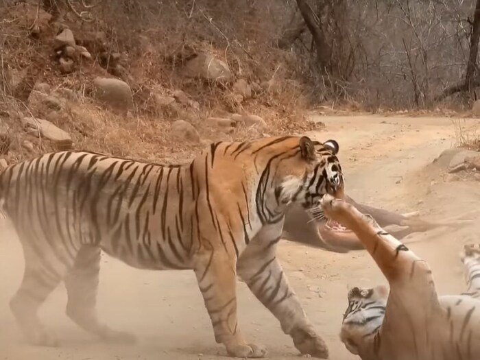 वाघ आणि वाघिणीमध्ये जोरदार भांडण होते आणि शेवटी वाघ वाघिणीला तिथून हरवण्यात यशस्वी होतो. वाघ त्या हरणाला ओढत झाड्यांमध्ये घेऊन जातो. वाघिण मात्र तिथे पाहातच राहते. शिकार करुनही तिच्या हाताला काहीच लागलं नाही.