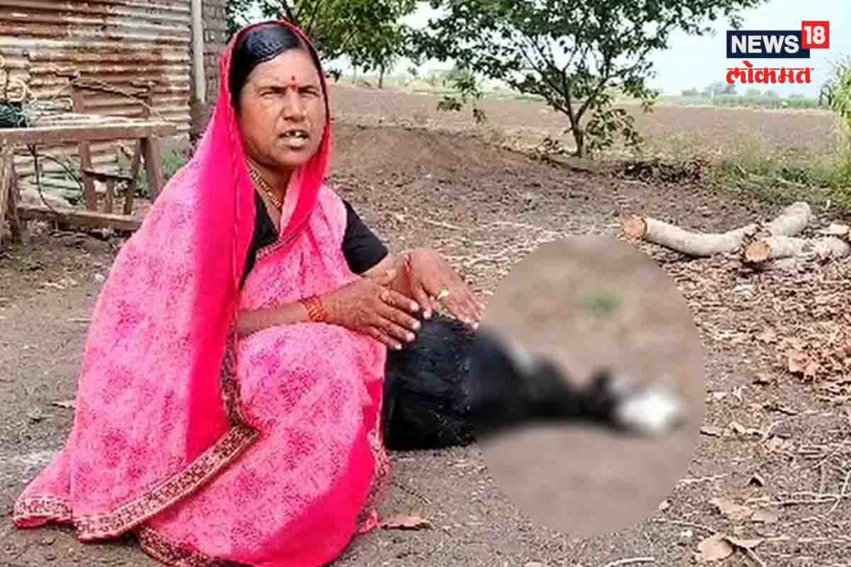 बिबट्यालाच कानफाडलं