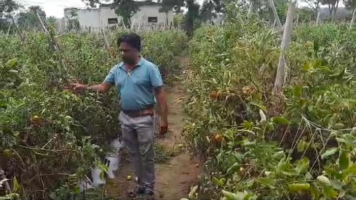 देशात टोमॅटोच्या दराने कधीच शंभरी पार केली आहे. महागाई इतकी वाढली आहे की लोक टोमॅटो टाळू लागले आहेत. सर्वसामान्यांनी टोमॅटो खरेदी करणे बंद केले आहे. अशा परिस्थितीत धमतरी येथील शेतकरी टोमॅटो विकून लाखो रुपयांची कमाई करत आहे. एक खास गोष्ट म्हणजे टोमॅटोची झाडे वांग्याच्या मुळांमध्ये ड्राफ्टिंग करून वाढवली आहेत.