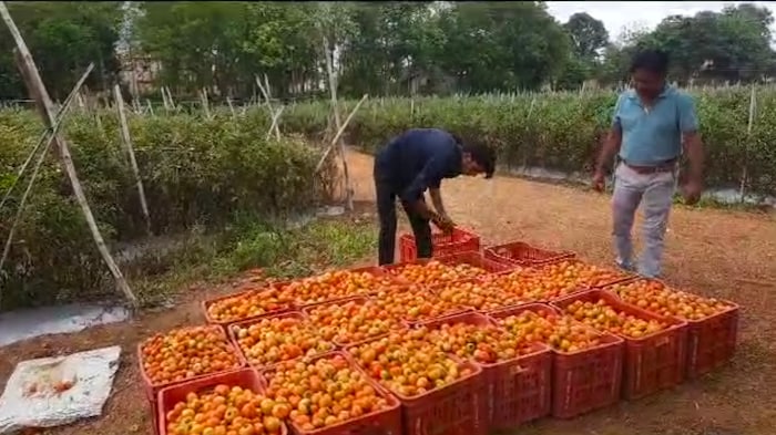 टोमॅटोचा विचार केला तर त्याच्या रंगाप्रमाणेच त्याचीही चर्चा होत आहे. धमतरी शहर परिसरातील अरुण साहू हा शेतकरी आजकाल आपल्या टोमॅटो पिकामुळे आणि त्यातून लाखोंच्या कमाईमुळे चर्चेत आहे. अरुण साहू हे शेतकरी सुमारे 300 एकरात भाजीपाल्याची लागवड करतात. त्यापैकी 150 एकरात टोमॅटोचे पीक आहे.