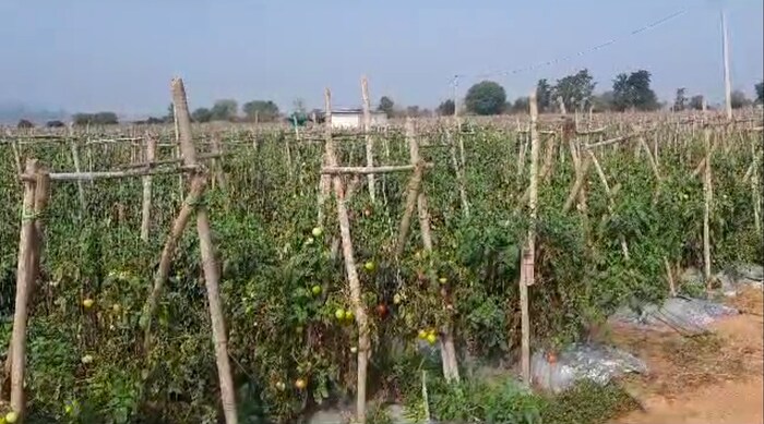 आता टोमॅटोचा भाव 100 च्या पुढे गेला आहे, तिथे उत्पादनही रोज 700 कॅरेटपर्यंत घसरल्याचे शेतकरी सांगतात. असे असतानाही दररोज सुमारे 10 लाख टोमॅटोचा पुरवठा होत आहे. अरुणच्या शेतातील टोमॅटो छत्तीसगड व्यतिरिक्त बंगाल, मध्य प्रदेश, ओडिशा आणि आंध्रमध्ये जातात. अरुण कुमार यांची सुरुवातीपासूनच शेतीशी ओढ होती, पण अरुण यांनी शिक्षण घेतल्यानंतर नोकरी करावी, अशी कुटुंबीयांची इच्छा होती.