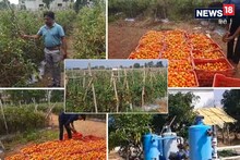 टोमॅटोने बदलले नशीब, डिग्री नसतानाही दररोज कमावतोय 10 लाख, खास आहे तंत्रज्ञान