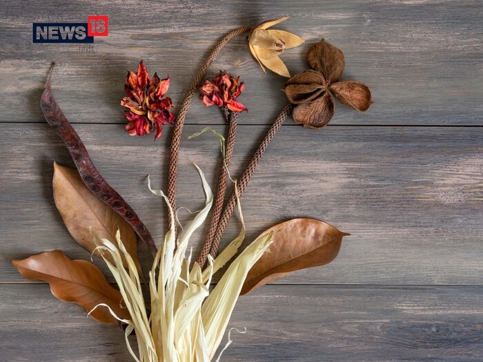 सुकलेली फुले आणि झाडे ठेवू नका - वास्तुशास्त्रानुसार, जर तुमच्या टेबलावर सुकलेली फुले किंवा झाडे असतील तर ती लगेच काढून टाका. ही सुकलेली फुले आणि झाडे तुमच्या प्रगतीत अडथळा आणू शकतात. जर तुम्हाला तुमच्या टेबलावर फुले ठेवायची असतील तर त्यांना पाण्यात ठेवा आणि ते कोमेजण्यापूर्वी बदला.   (सूचना : येथे दिलेली माहिती धार्मिक श्रद्धेवर आधारित आहे. याला शास्त्रीय पुरावा नाही. न्यूज 18 लोकमत त्याची हमी देत नाही.)