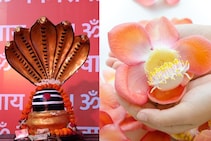 हे सुंदर फूल दिसायला शिवलिंगासारखे; पण एका कारणानं पूजेत अर्पण नाही केलं जात